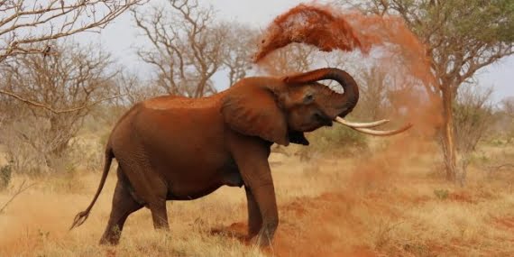 Yaban hayvanlarının nüfusu azalmaya devam ediyor