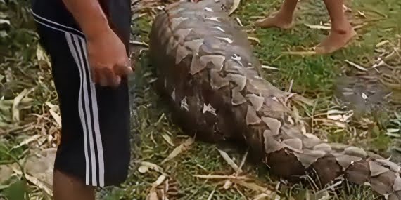 Kendisinden haber alınamayan kadın 6 metrelik pitonun midesinde bulundu