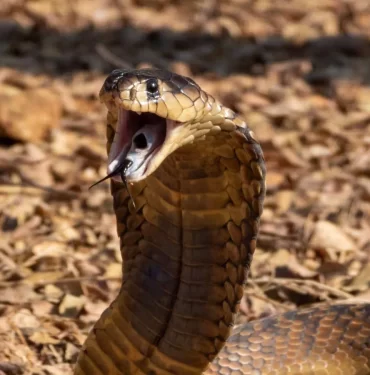 a3mfj_1667570209_682