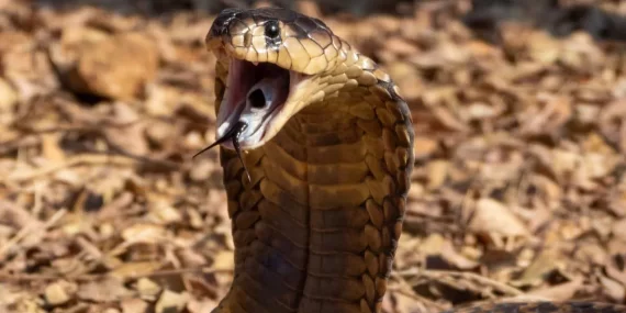 Hindistanlı çocuk kendisini ısıran kobrayı ısırarak öldürdü