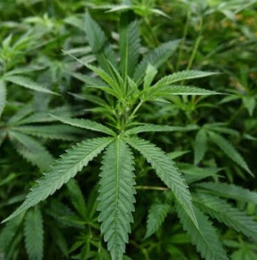 almanya-da-esrar-yasagi-kalkiyor-1080237-5