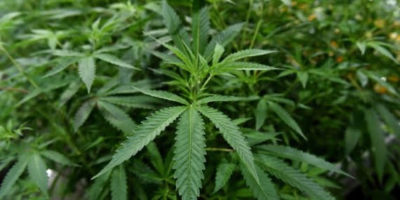 İngiltere’de bir araştırma için gönüllü olarak esrar içene para verilecek