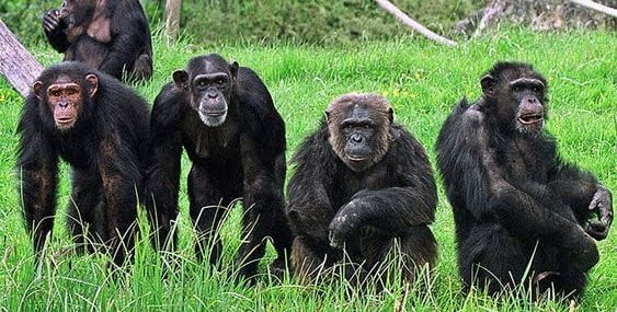 Hayvanat bahçesinden kaçan 4 şempanzeye ötanazi uygulandı