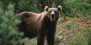 640px-Kodiak_Brown_Bear