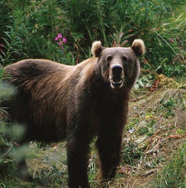 640px-Kodiak_Brown_Bear