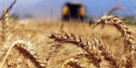 Özgür Özel’den hubutat fiyatı tepkisi: “Bu, üreticinin ölüm fermanıdır”