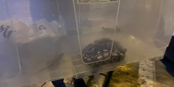 Aksaray’da bir evde kraliyet piton yılanı ve sakallı ejderler bulundu