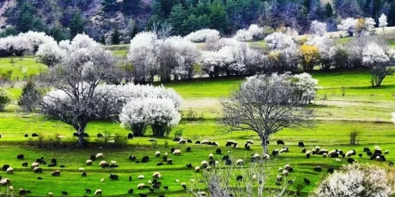İlk cemre düştü mü, ne zaman düşecek?
