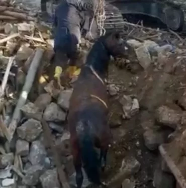 depremin-20nci-gununde-bir-at-enkazdan-canli-olarak-kurtarildi_f58ab0d-910x650