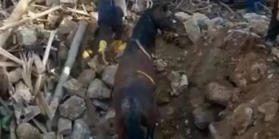 Depremin 20. gününde bir at enkazdan  sağ çıkarıldı