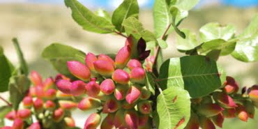 Pistachio and tree in Gaziantep