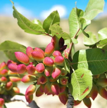 Pistachio and tree in Gaziantep