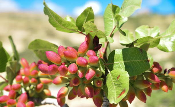 Pistachio and tree in Gaziantep