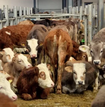 640b33d04e3fe11ba83d28e5