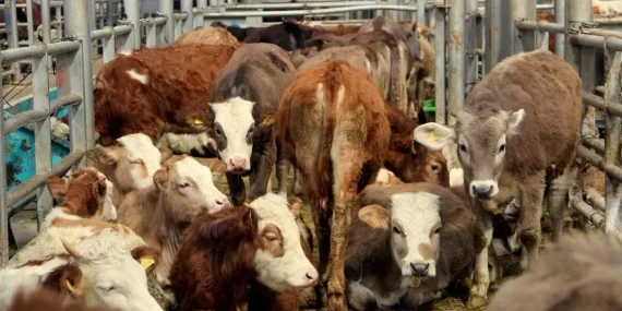 Şap hastalığı için bir dizi önlem alındı