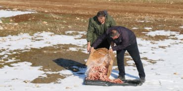 Hayvanlara Mama Görsel 1