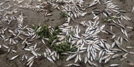 Gercüş’te binlerce balık gölete dönemeyince telef oldu