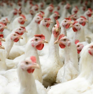 tavuklar-acliga-ne-kadar-dayanir