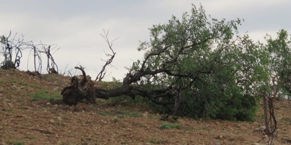 Diyarbakır’da hortum ve dolunun vurduğu çiftçi destek bekliyor