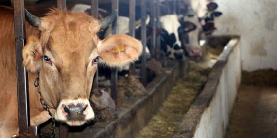 ‘Şap hastalığına karşı 12 milyon doz aşı üretildi’