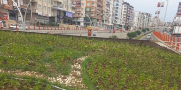 Çiçek Ekimi Görsel 4