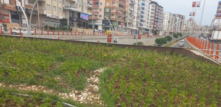 Çiçek Ekimi Görsel 4