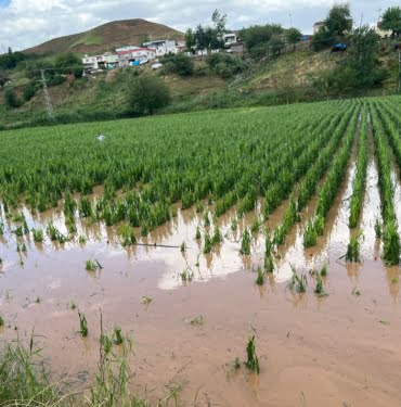 WhatsApp Image 2023-05-31 at 14.32.27