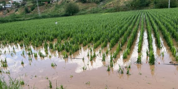 Batman çevre köylerde yüzlerce dönüm ekili alan büyük zarar gördü