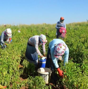 mevsimlik-tarim-iscilerinin-ucretleri-artti1582809627
