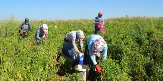 Mevsimlik çocuk işçi göçü: 500 bin öğrenci tarlalarda