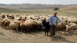 ruyada-coban-gormek-olmak-cobanlik-yapmak-ne-anlama-gelir-4052 (1)