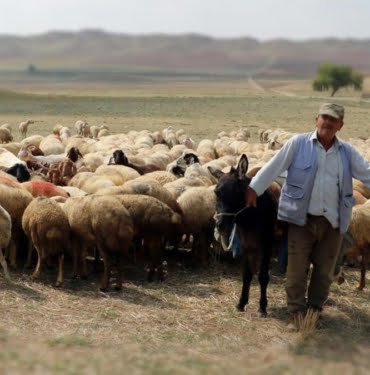 ruyada-coban-gormek-olmak-cobanlik-yapmak-ne-anlama-gelir-4052 (1)