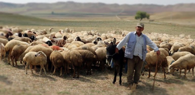 ruyada-coban-gormek-olmak-cobanlik-yapmak-ne-anlama-gelir-4052 (1)