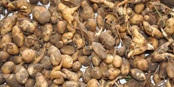 Bingöl’de salep soğanı toplayan 2 kişiye 488 bin lira ceza