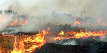 aniz-yangini-aa-1907754