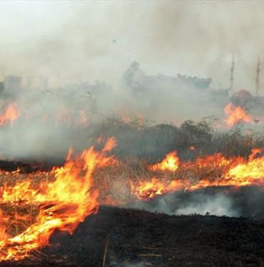 aniz-yangini-aa-1907754