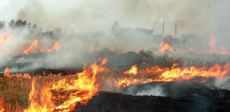 aniz-yangini-aa-1907754