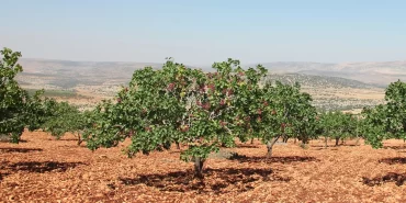 antep-fistigi_0