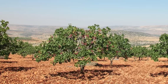 Tarımda yeni düzenleme yapıldı: Yeni bahçe kurulması izne bağlanıyor