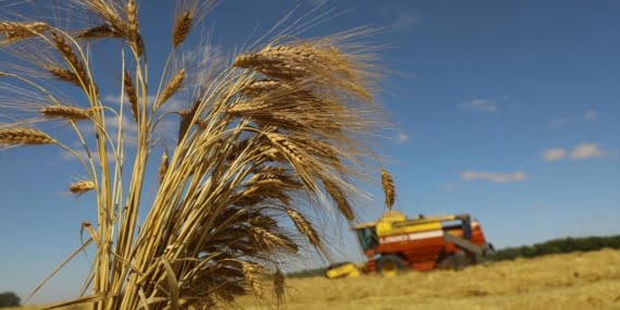 Çiftçinin merakla beklediği haber geldi: Arpa ve buğdayda fiyatlar açıklandı
