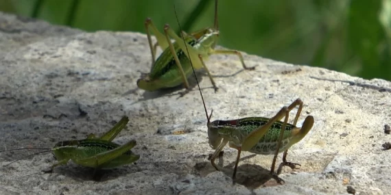 Köy çekirge istilasına maruz kaldı