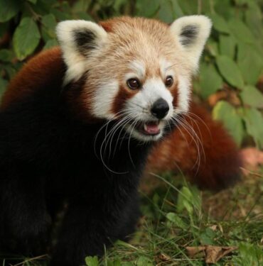 kizil-panda-aa-2065161