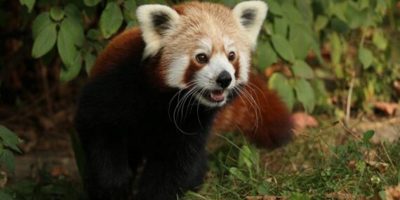 Erkek kızıl panda 'yalnız kalmak için' kafesinden kaçtı Erkek kızıl panda ‘yalnız kalmak için’ kafesinden kaçtı