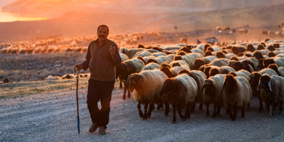 Koçerler serin yaylalara ulaştı