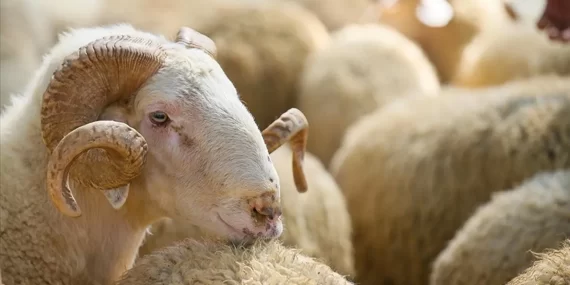 İşte en ucuz kurbanlık fiyatları