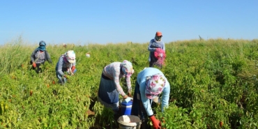 mevsimlik-tarim-iscileri