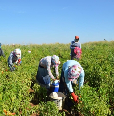 mevsimlik-tarim-iscileri