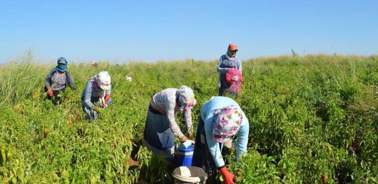 mevsimlik-tarim-iscileri