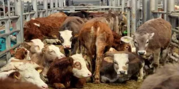 Sivas’ta şap hastalığı nedeniyle kurban pazarı açılmayacak