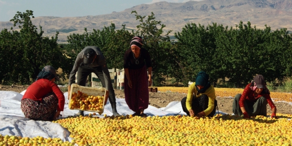 Mevsimlik kayısı işçileri: İlkel koşullarda yaşam mücadelesi
